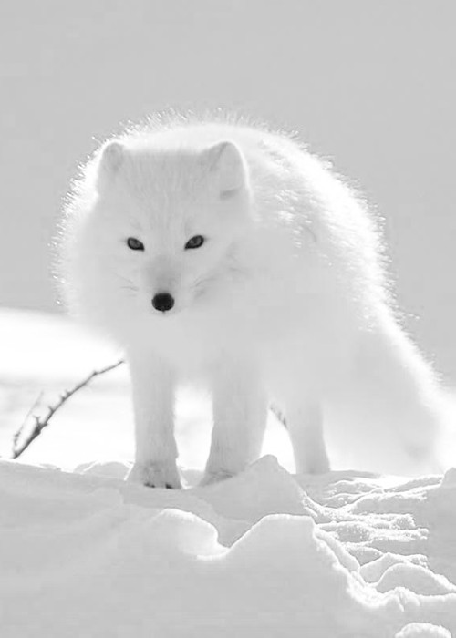 Photo:  arctic fox